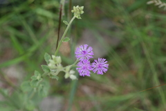 Vernonia albicans